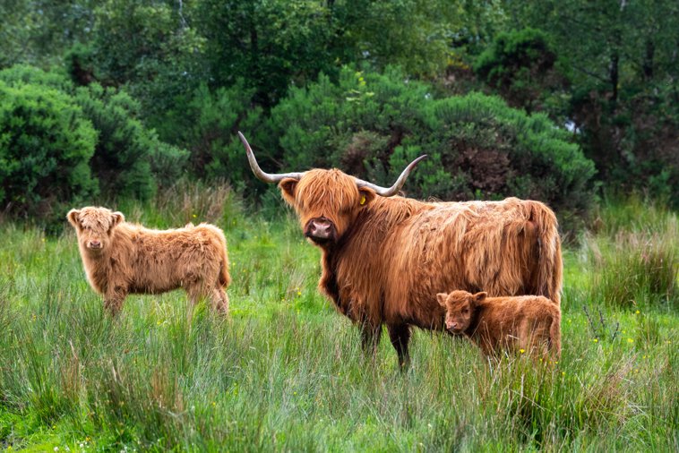 highland cow with calves