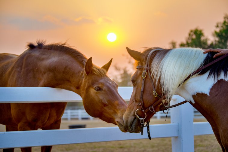 horse in pen