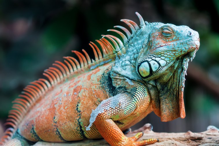 iguana