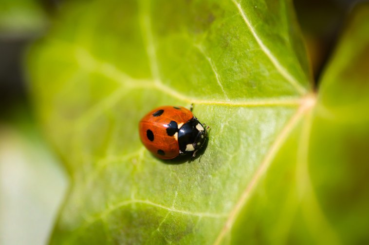 tiny ladybug