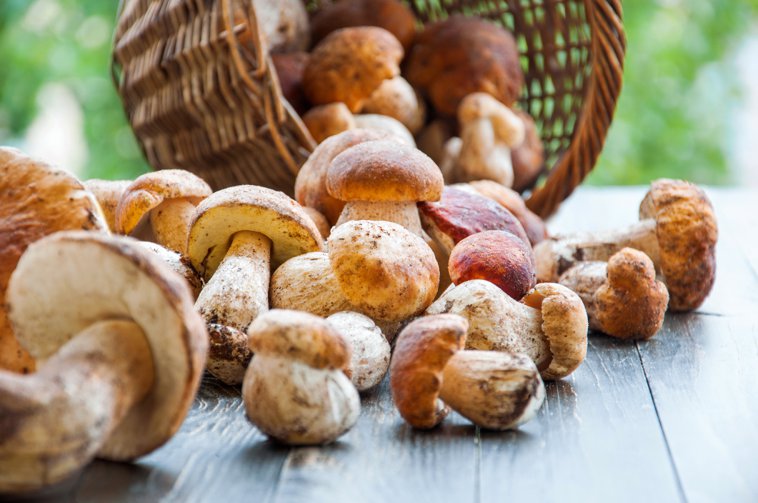 mushroom