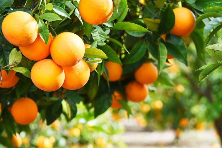 orange tree2