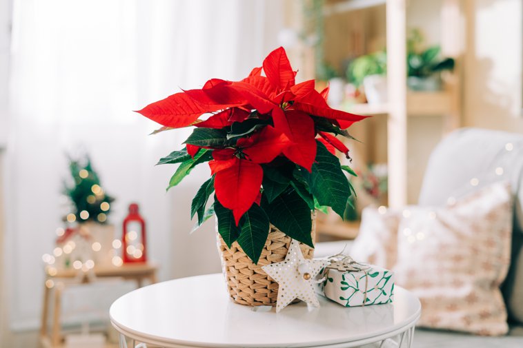 poinsettia