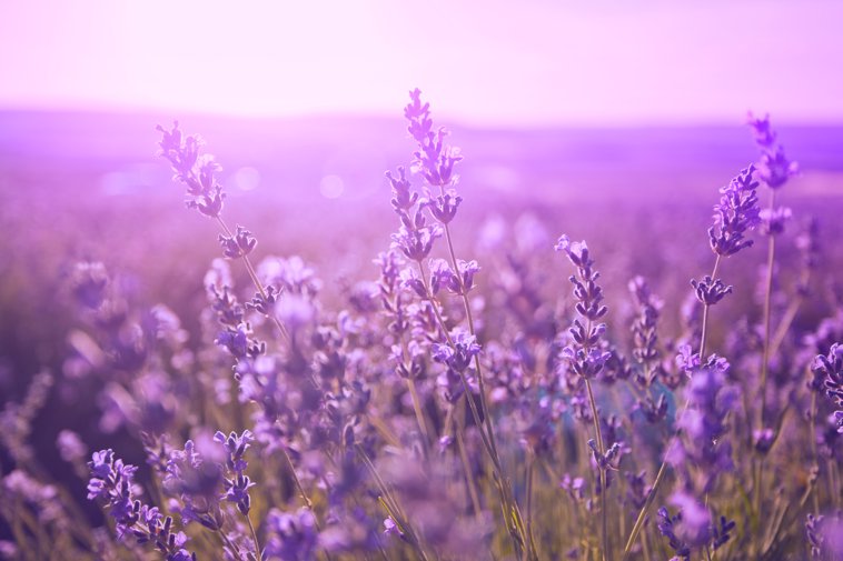 purple