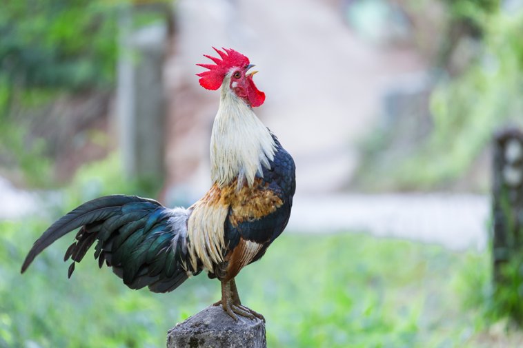 rooster