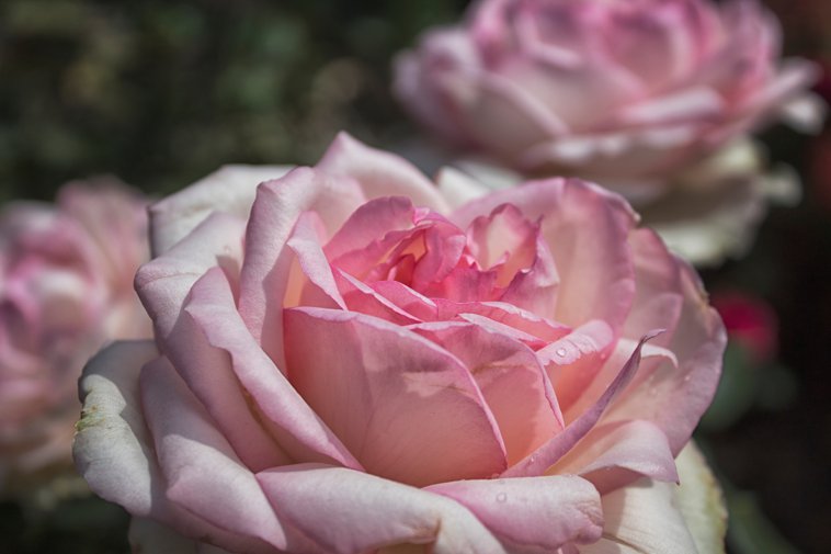 rosa4