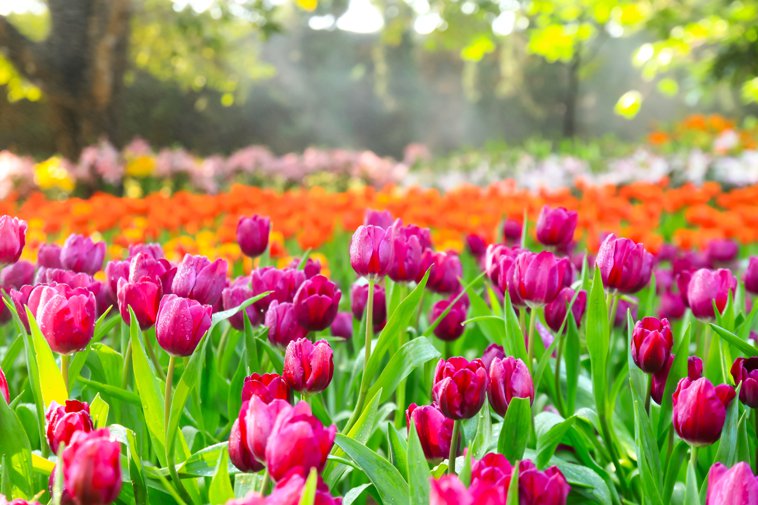spring