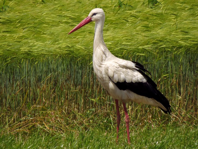 stork