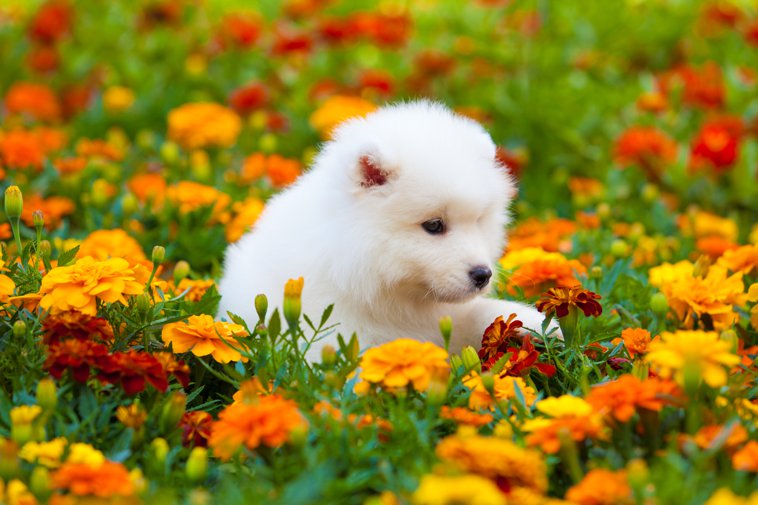 that puppy is cute