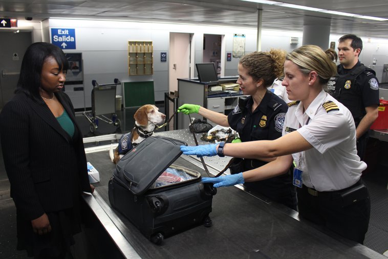 travel pet